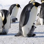 Južni pol, pingvini