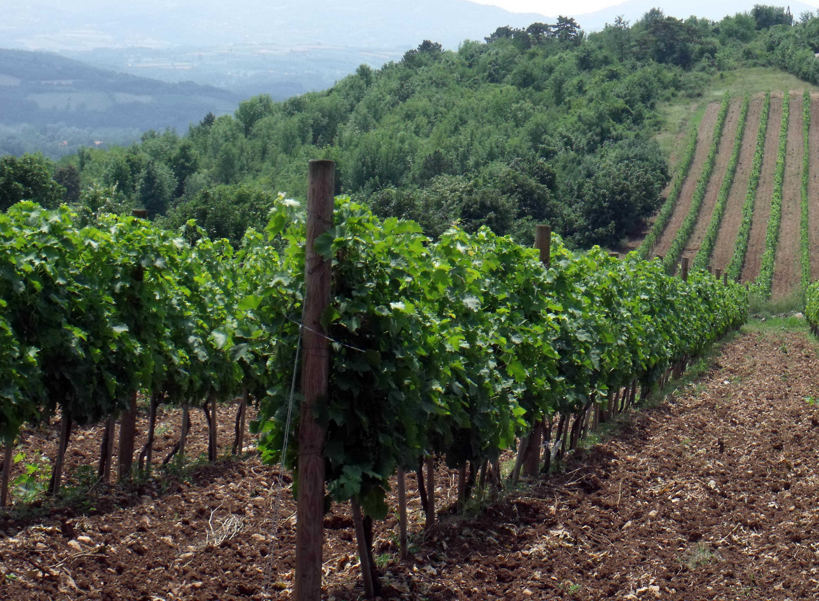 Kraljevi vinogradi u Topoli