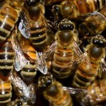 Suzana Spasić: Eho ili “pčelata na kapata”