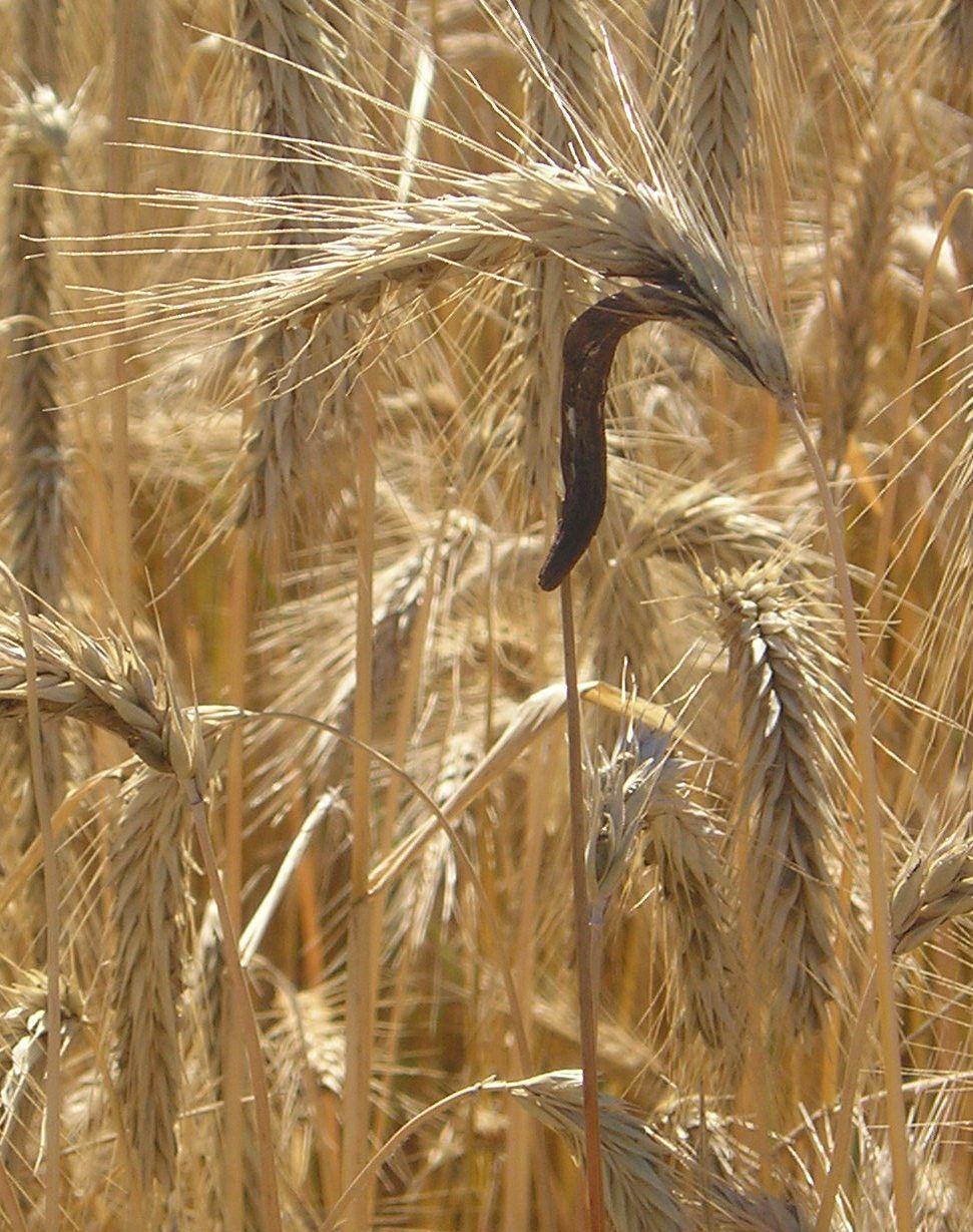 . Sklerocije ražene glavnice (Claviceps purpurea) na klasu raži