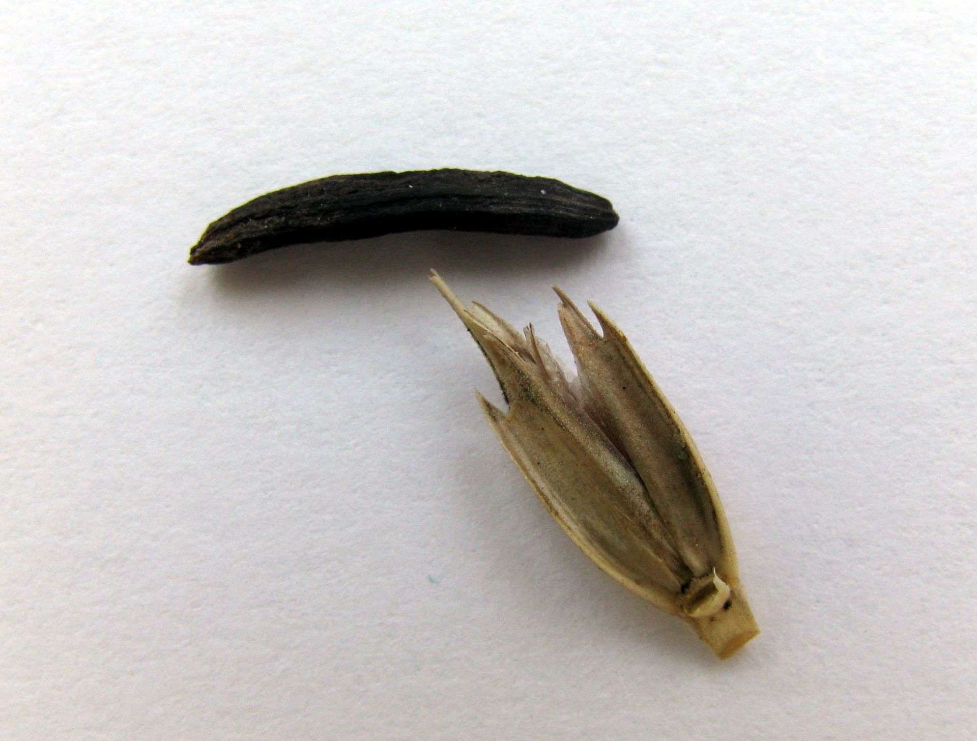 Ražena glavnica napada i druge žitarice – npr. jednozrnu pšenicu (Triticum monococcum): Arheobotanička bašta Muzeja Vovodine u Novom Sadu