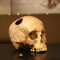 Trepanirana lobanja, foto Muzej Vojvodine