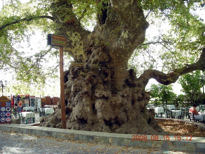 Platan, Krassi, Crete