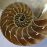 Fibonači i njegov čarobni niz