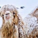 Arktičke kamile, 2019. BELDOCS