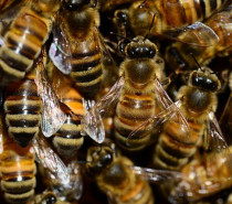 Suzana Spasić: Eho ili “pčelata na kapata”