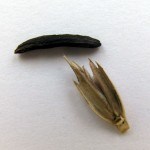 Ražena glavnica napada i druge žitarice – npr. jednozrnu pšenicu (Triticum monococcum): Arheobotanička bašta Muzeja Vovodine u Novom Sadu